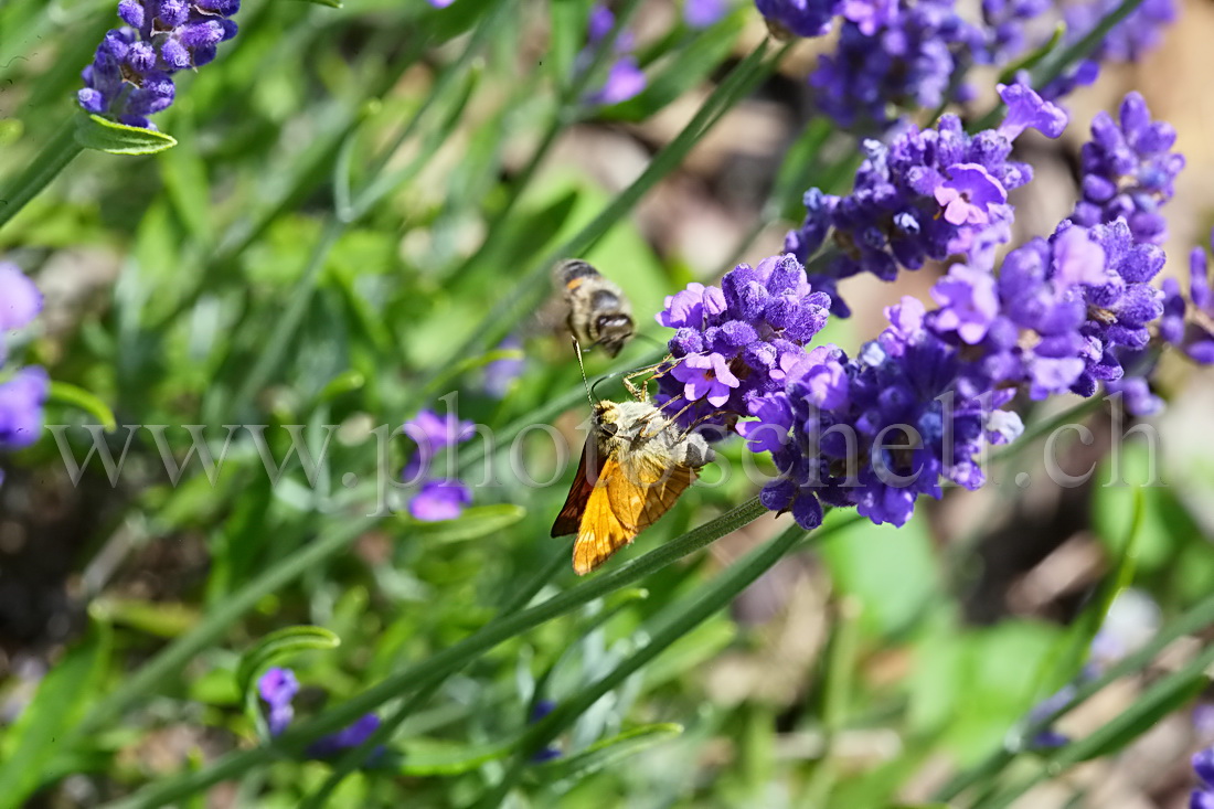 Papillon sur la lavande