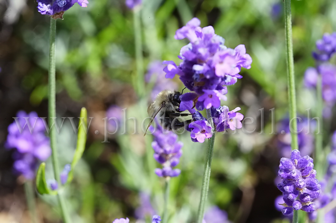 Mouche sur la lavande