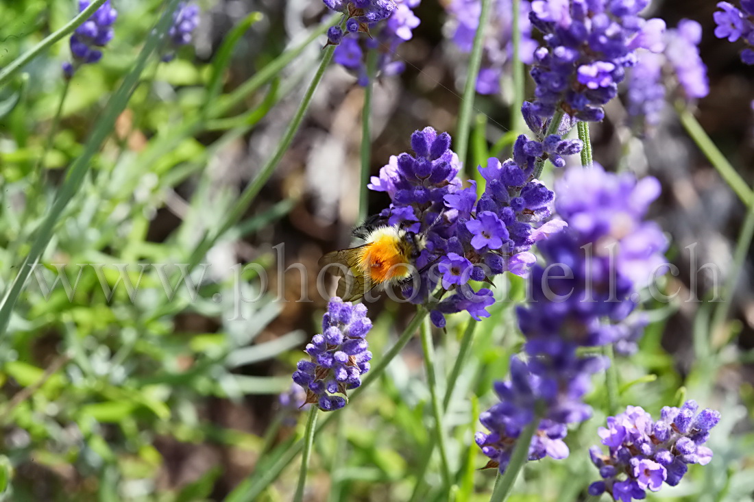Bourdon sur la lavande