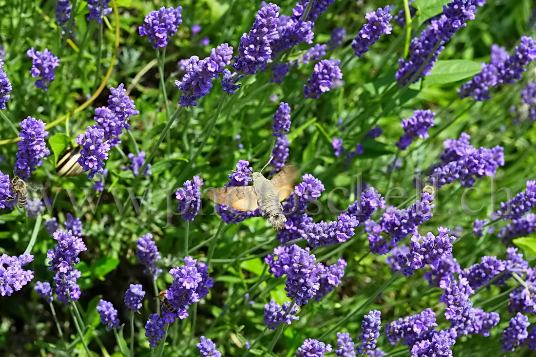 Oiseau mouche sur la lavande