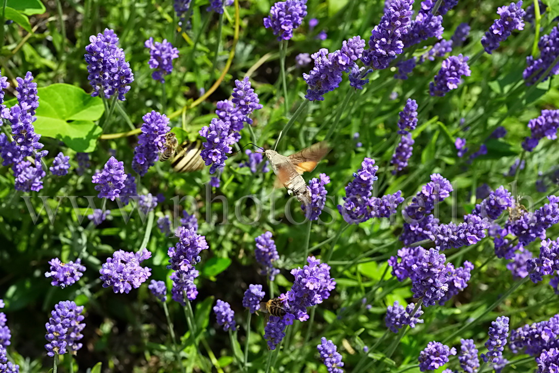 Oiseau mouche sur la lavande