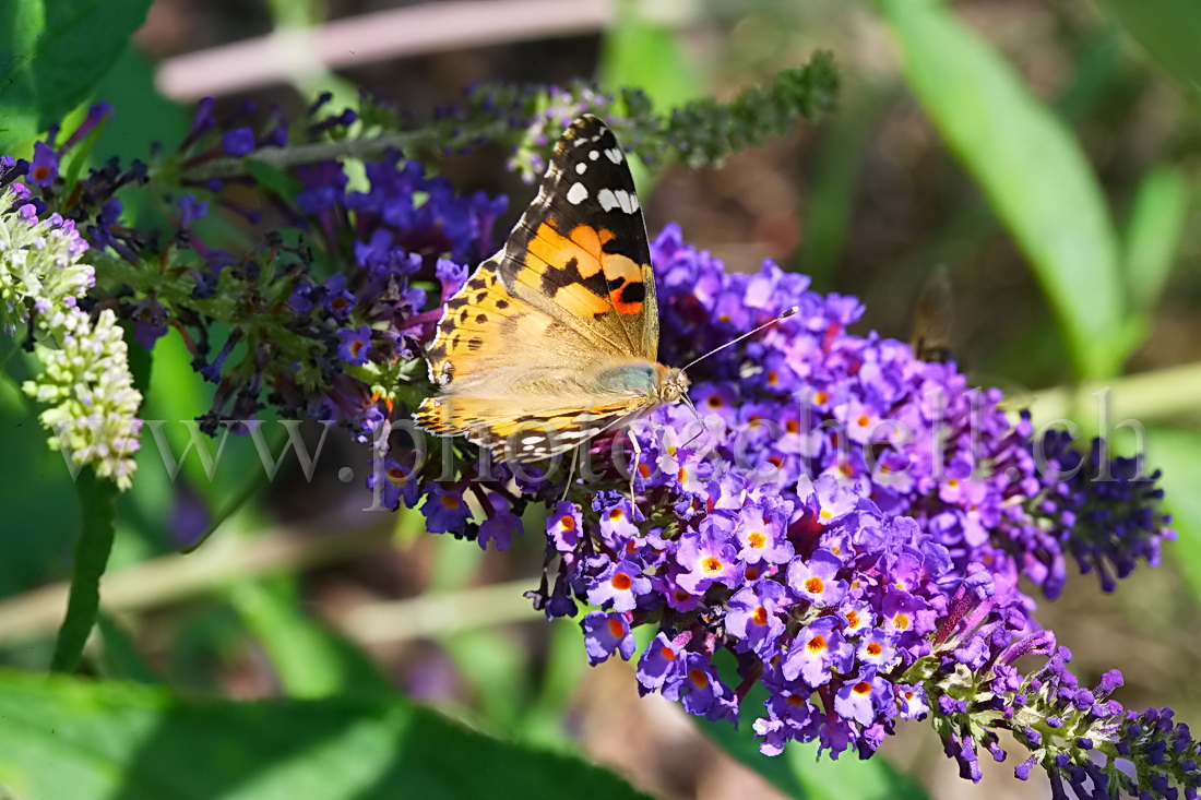 Papillon sur la lavande