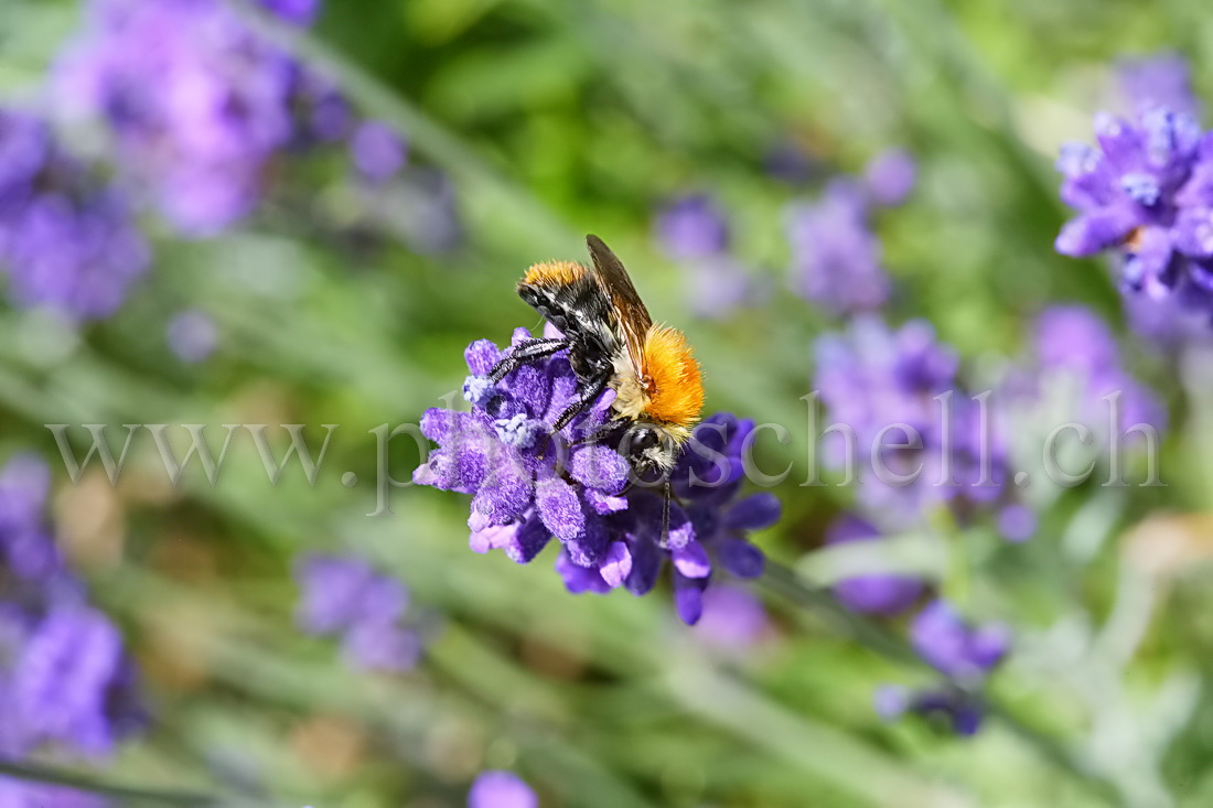 Mouche sur la lavande