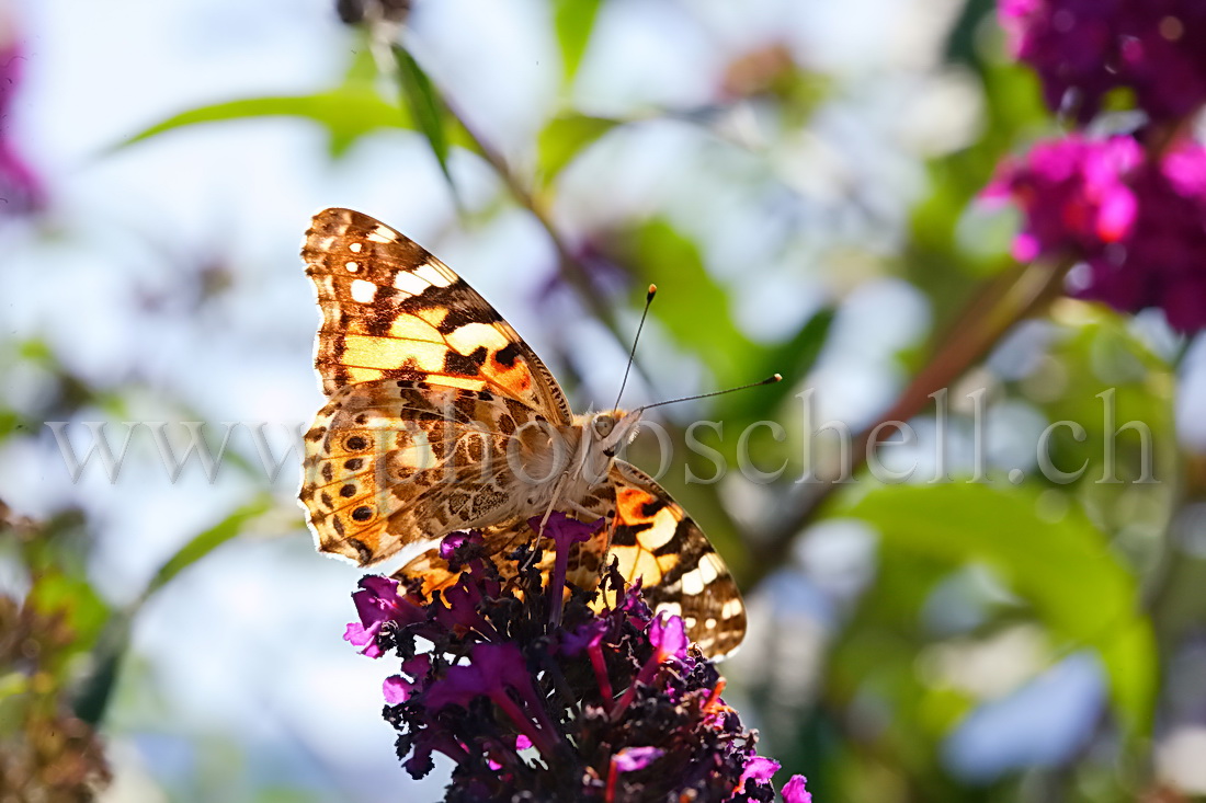 Papillon sur la lavande