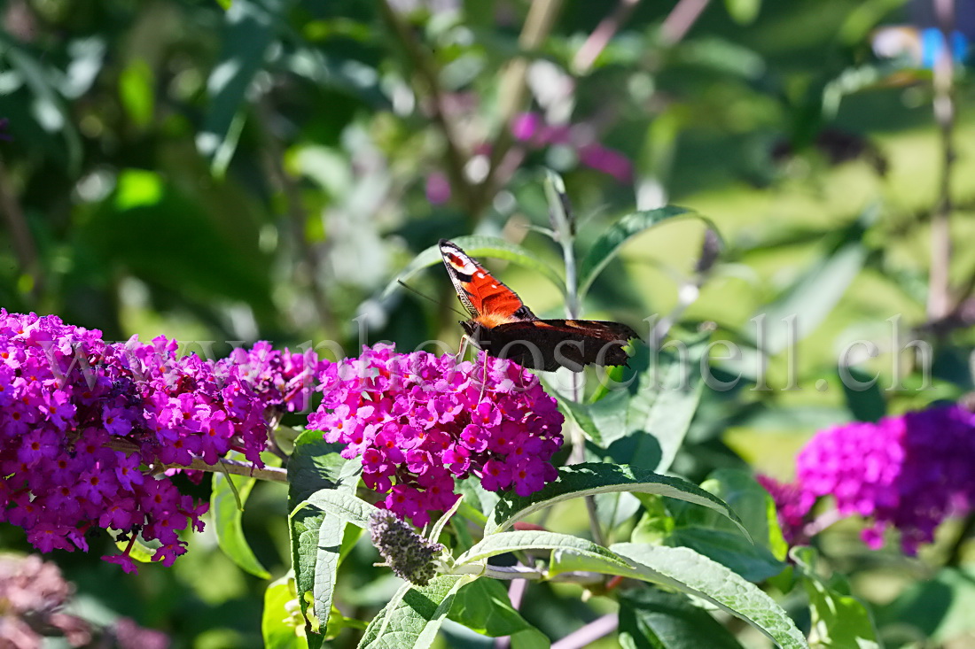 Papillon sur la lavande