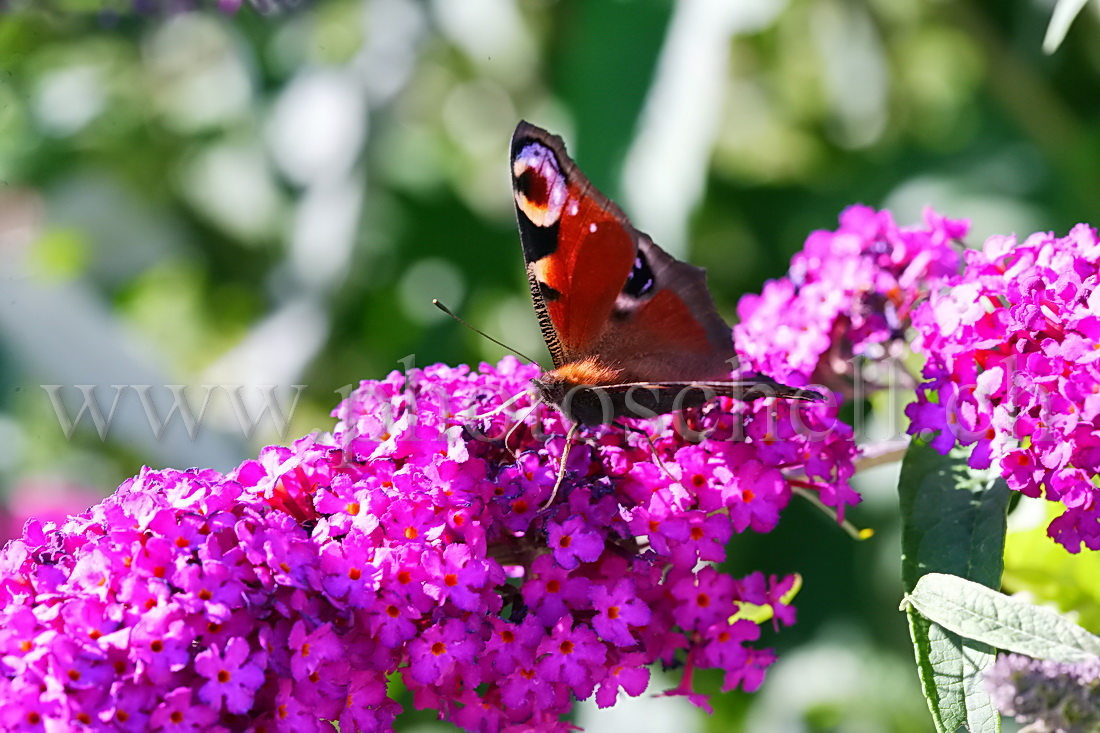 Papillon sur la lavande