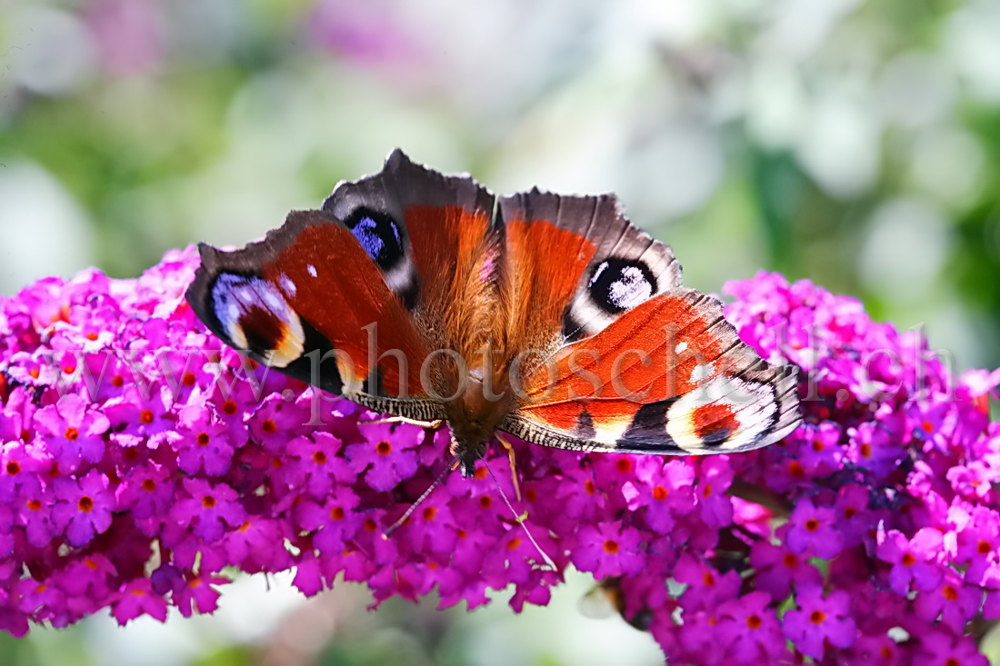 Papillon sur la lavande