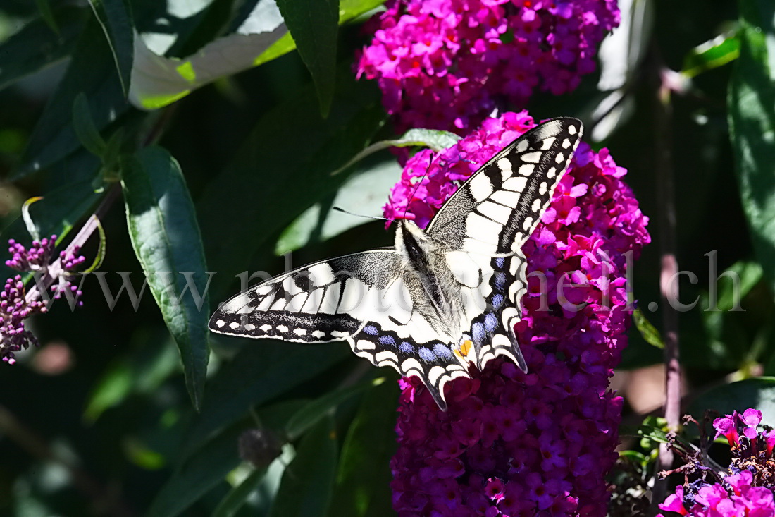 Papillon sur la lavande