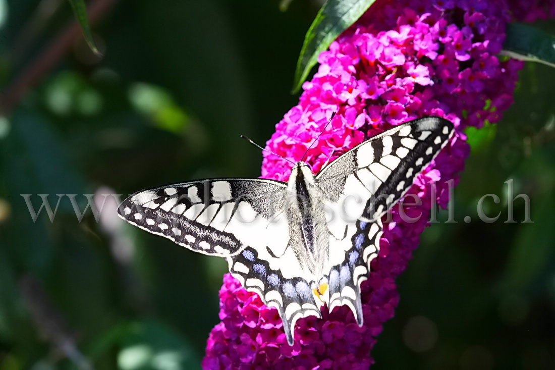 Papillon sur la lavande