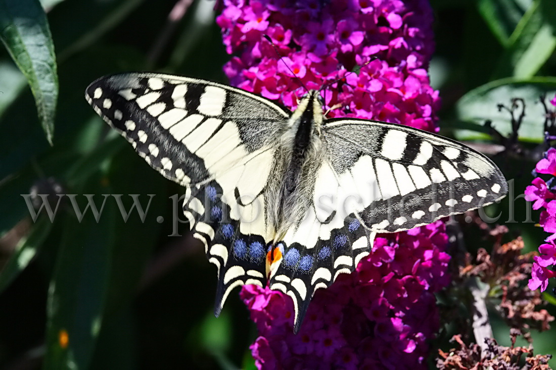 Papillon sur la lavande