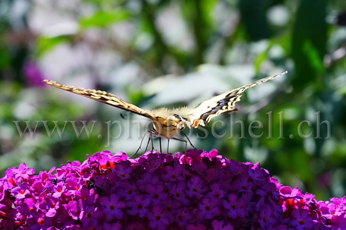 Papillon sur la lavande