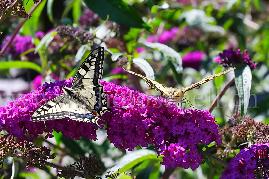 Papillon sur la lavande