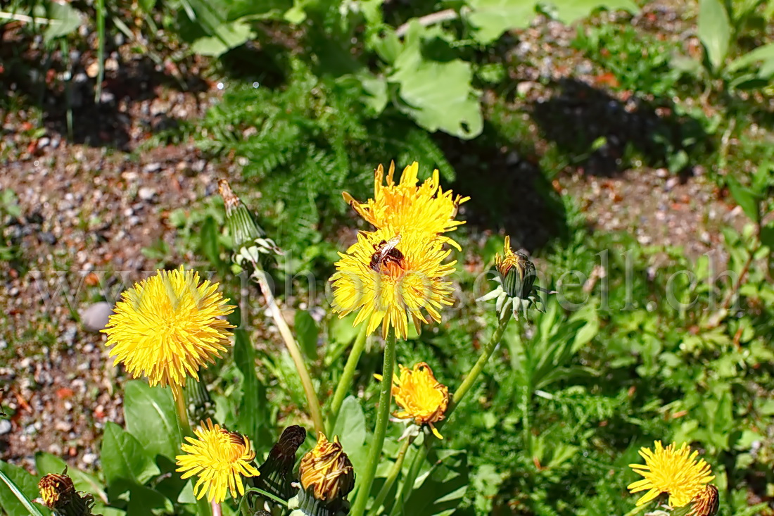 Abeille sur une fleur de pissenlit