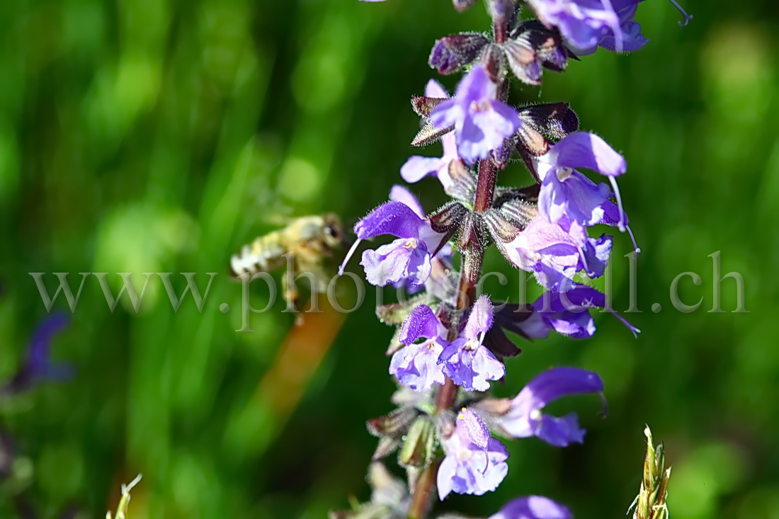 Abeille en approche de fleurs de lavande