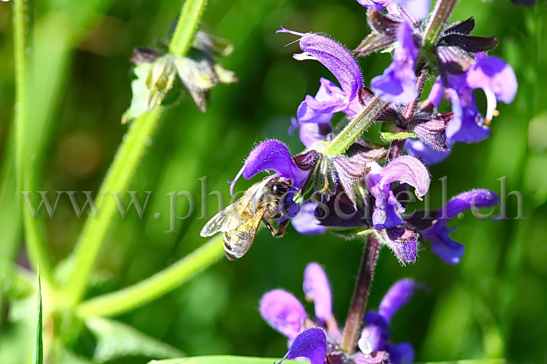 Abeille butinant des fleurs de lavande