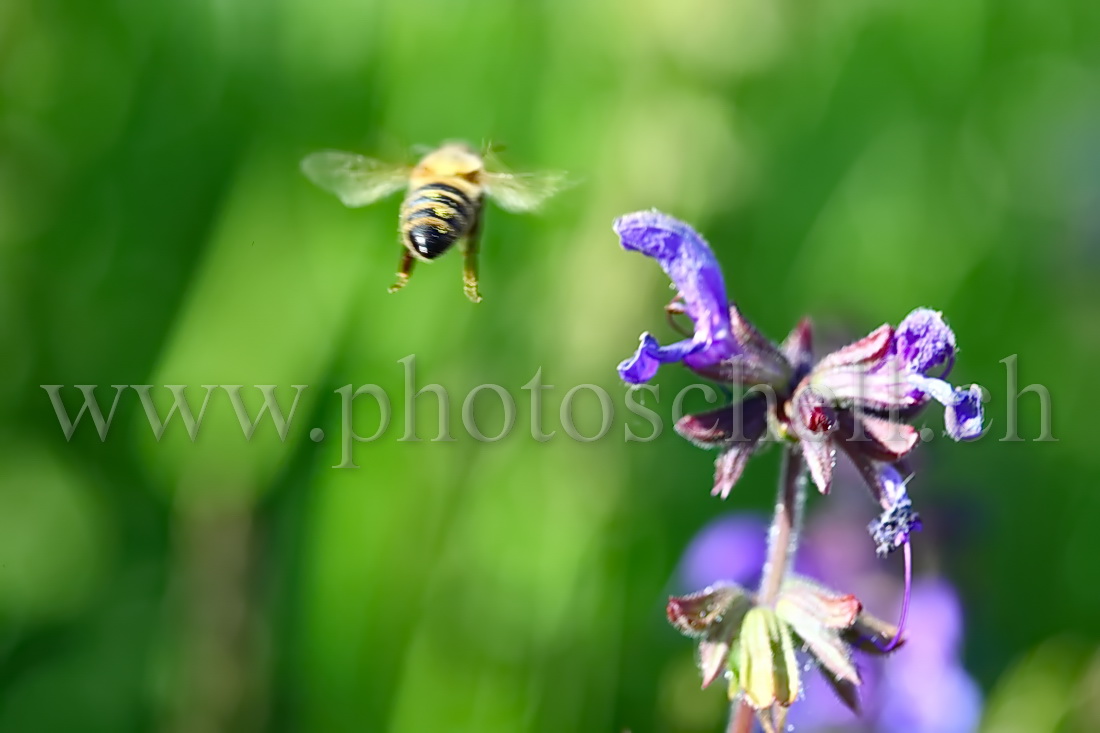 Abeille en vol (vue arrière)