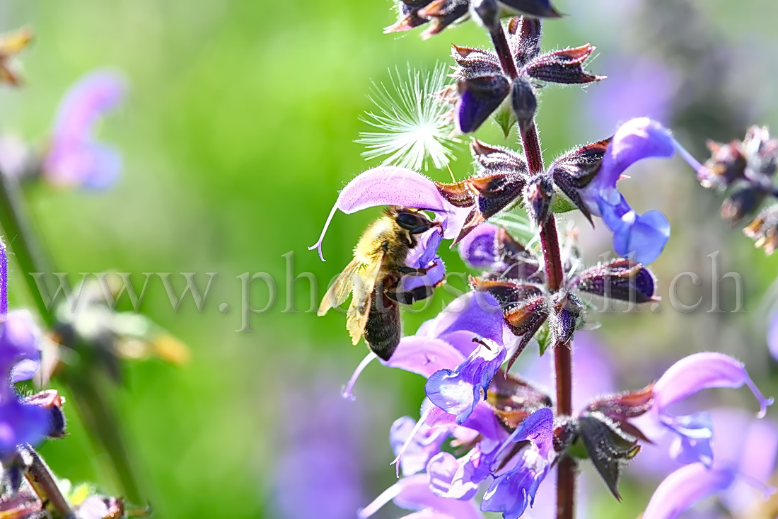 Abeille dans sa fleur