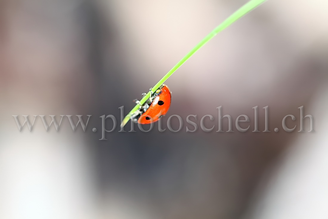 Coccinelle sur un brin d\'herbe