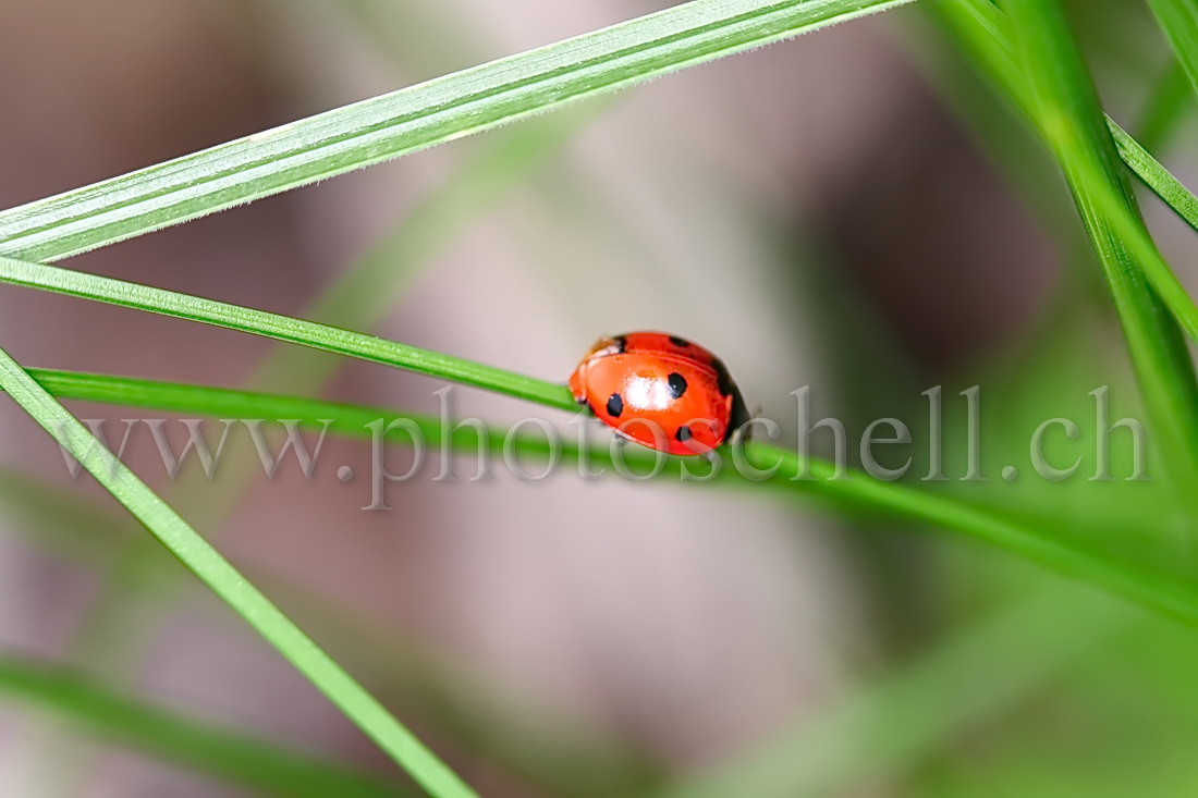 Coccinelle sur un brin d\'herbe