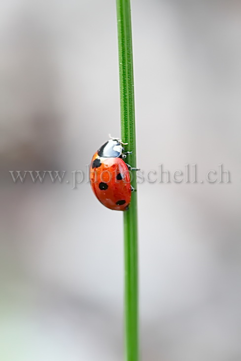 Coccinelle sur un brin d'herbe