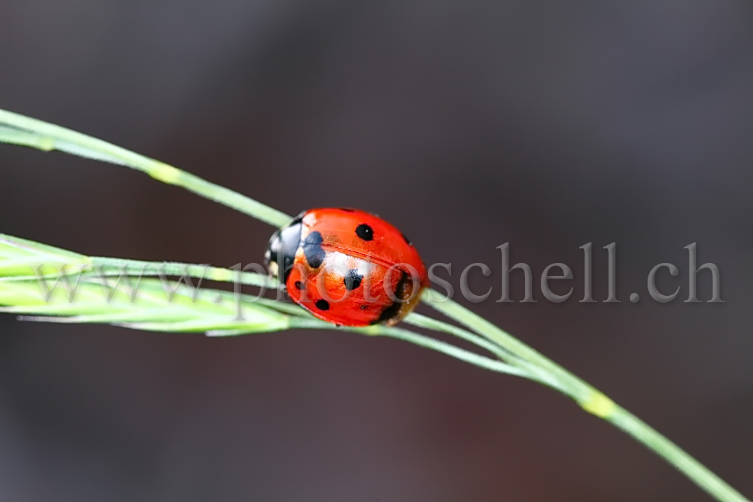 Coccinelle sur un brin d'herbe