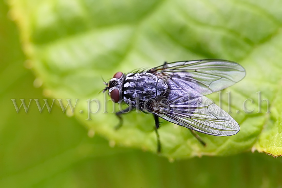 Mouche sur une feuille