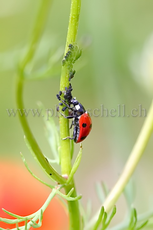 Coccinelle en plein repas