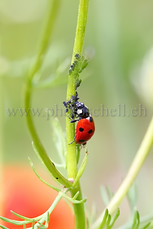 Coccinelle en plein repas