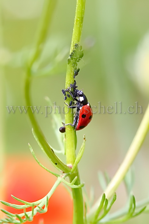 Coccinelle en plein repas