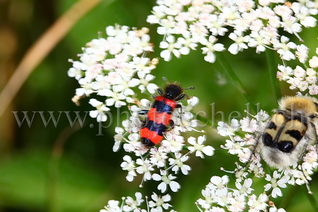 Insectes rayés en plein repas