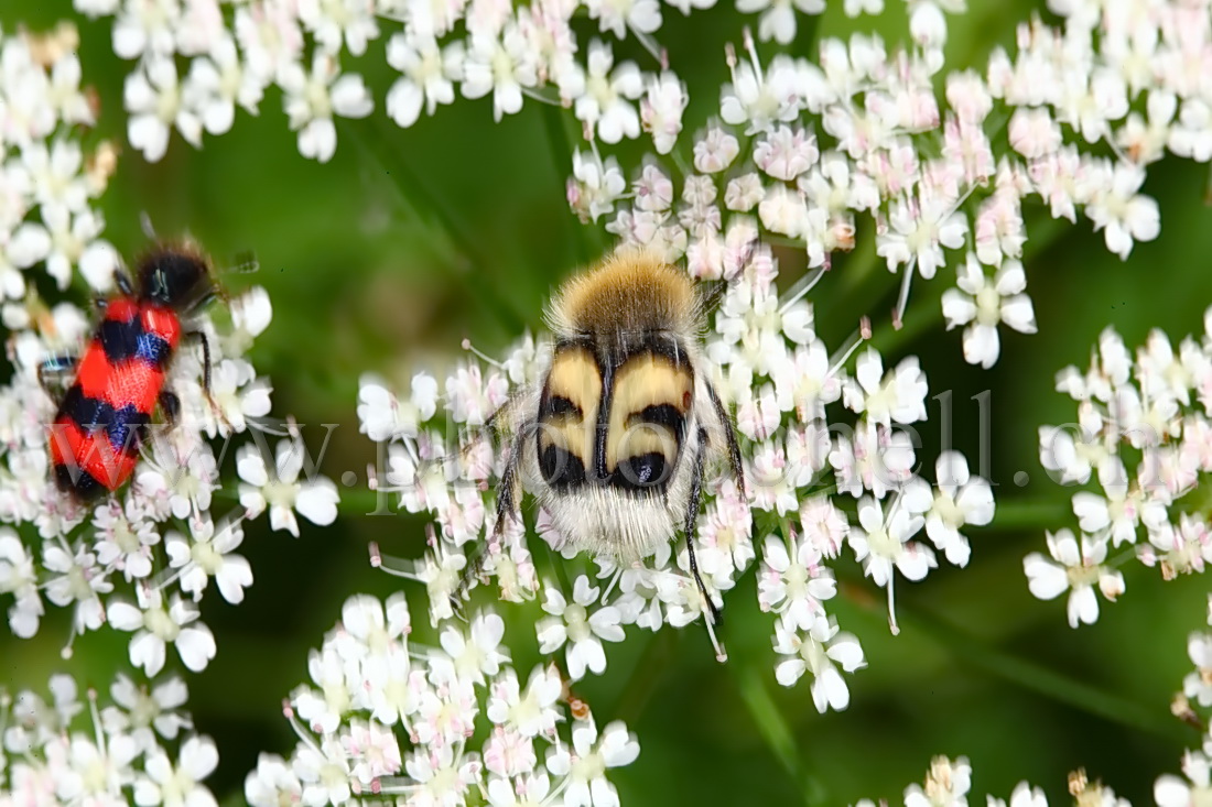 Insectes rayés en plein repas