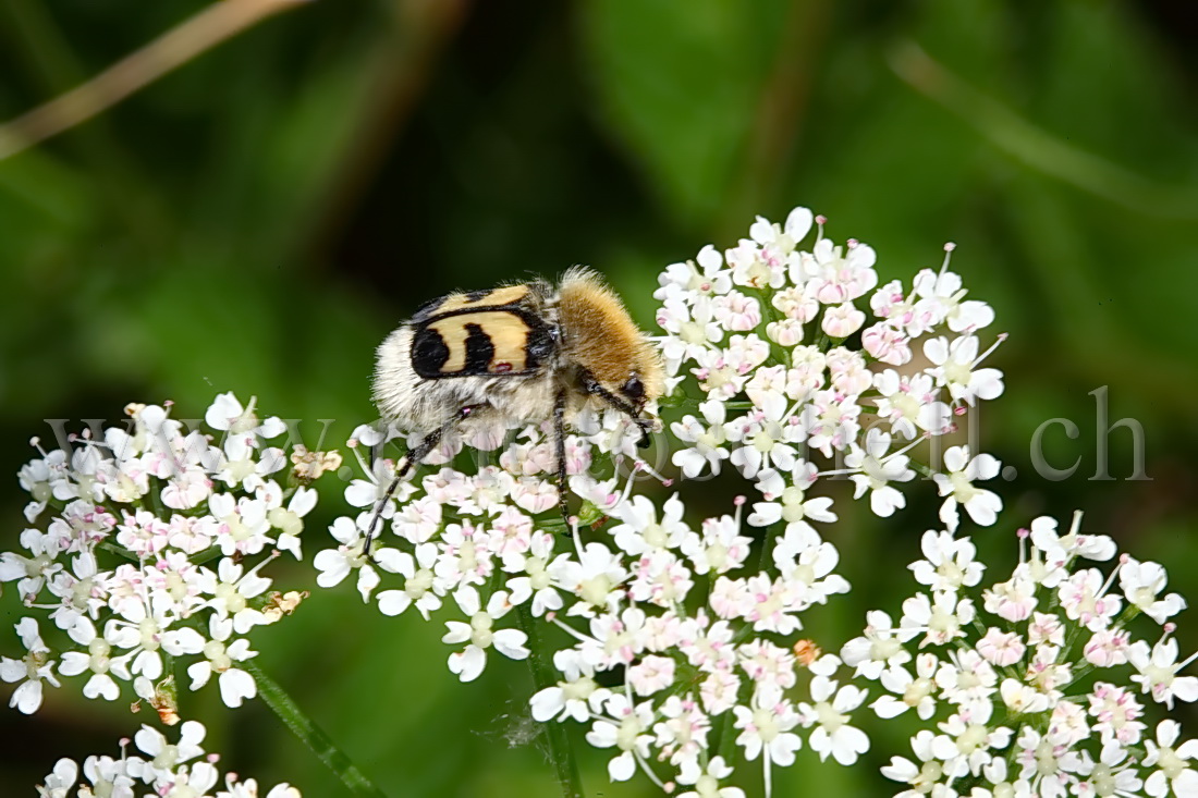 Insecte rayé en plein repas