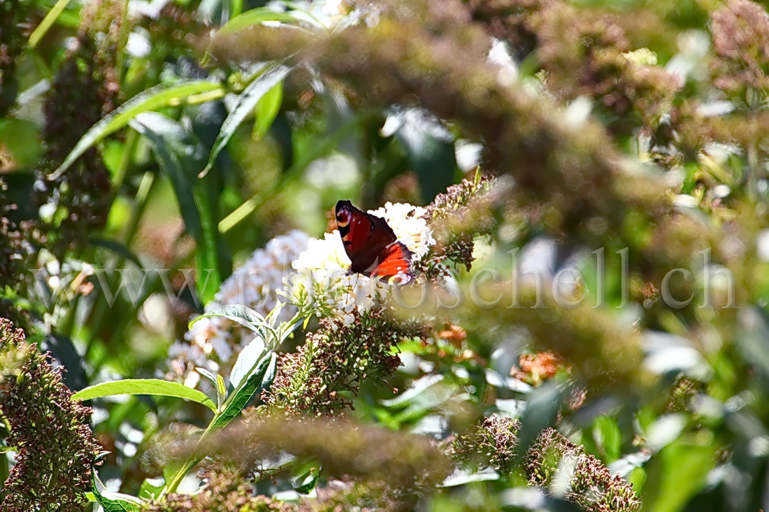 Paon du jour sur des fleur d'un arbre à papillions