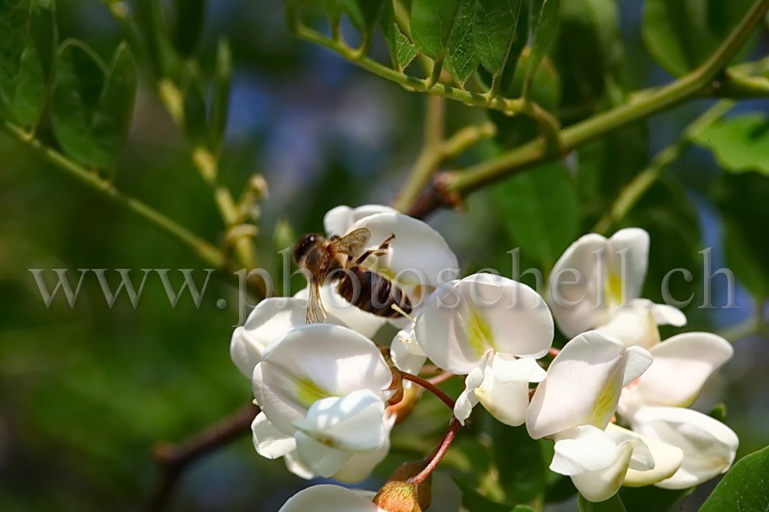 Abeille butinant une fleur d'accacia