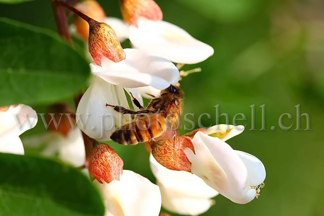 Abeille butinant une fleur d'accacia