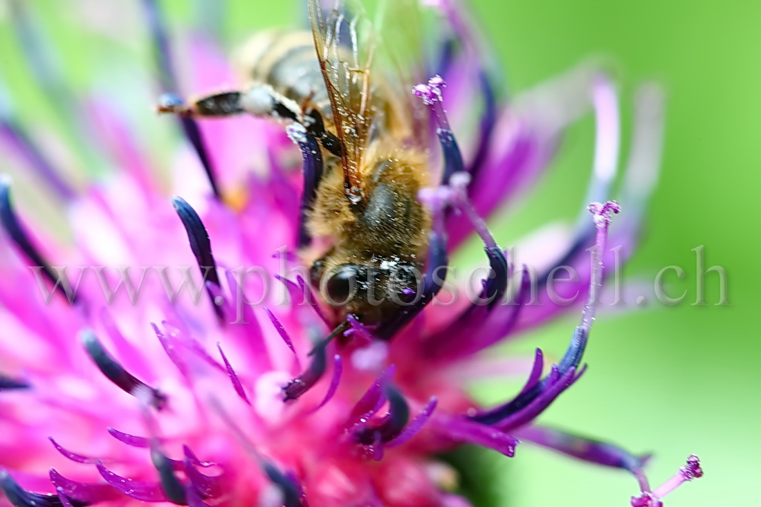 Abeille butinant