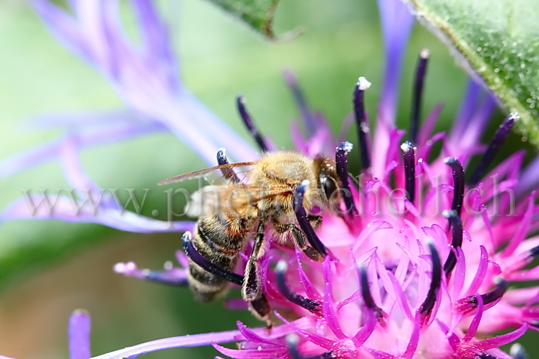 Abeille butinant