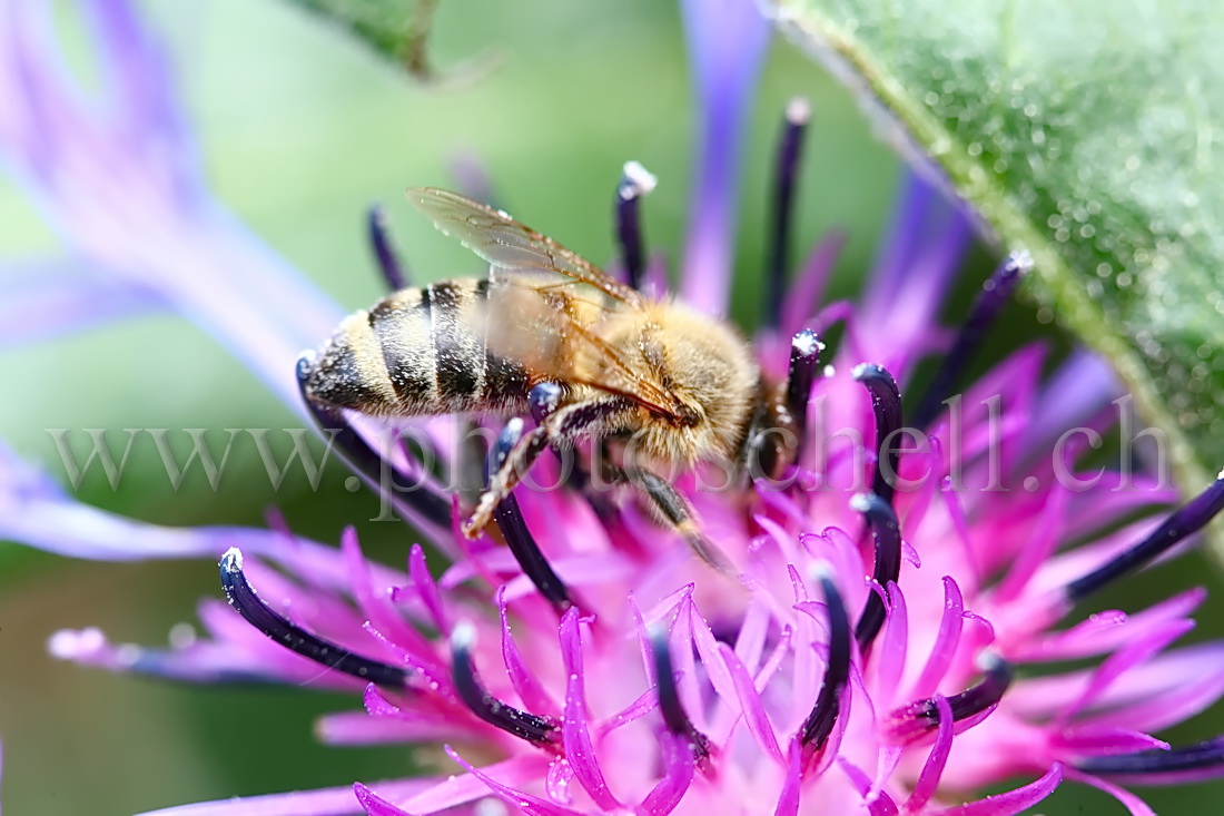 Abeille butinant