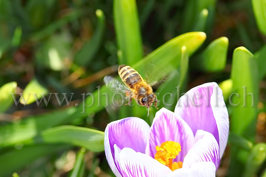 Abeille en approche d'un crocus