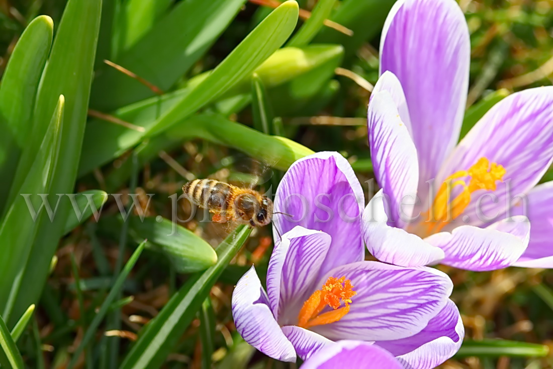 Abeille en approche d\'un crocus