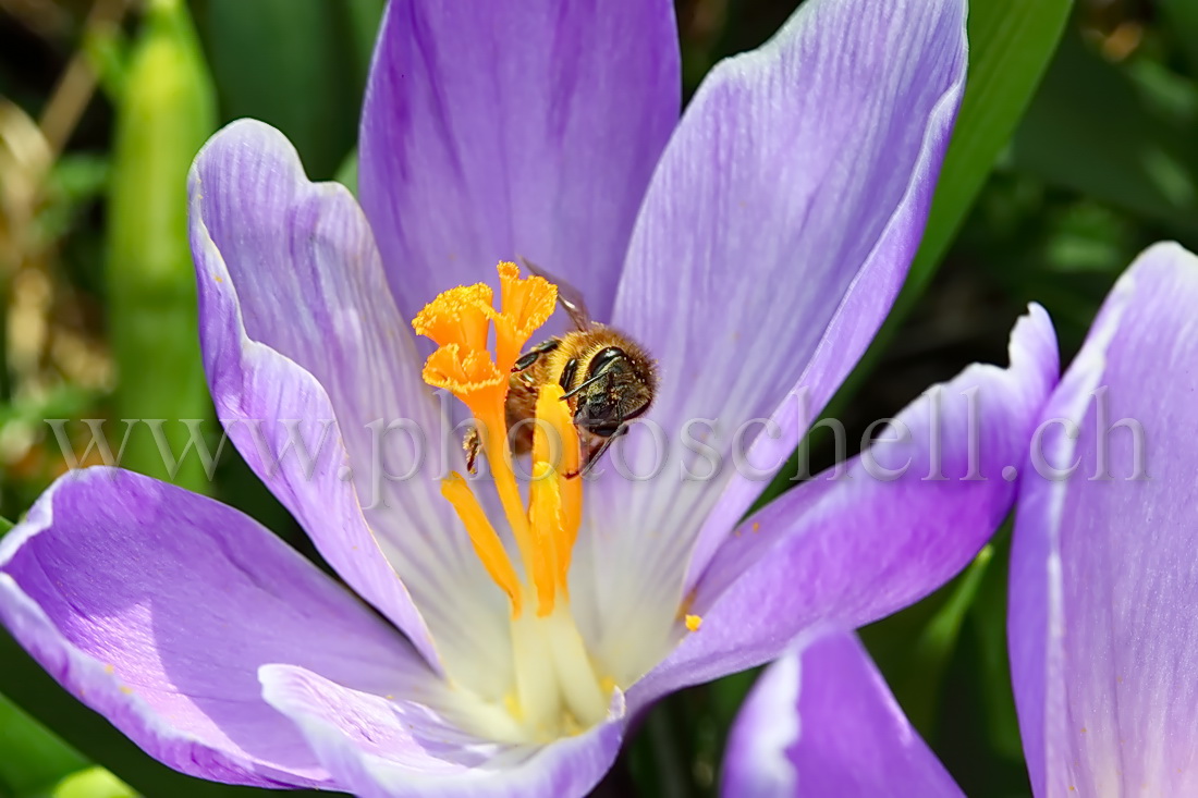 Abeille butinant un crocus