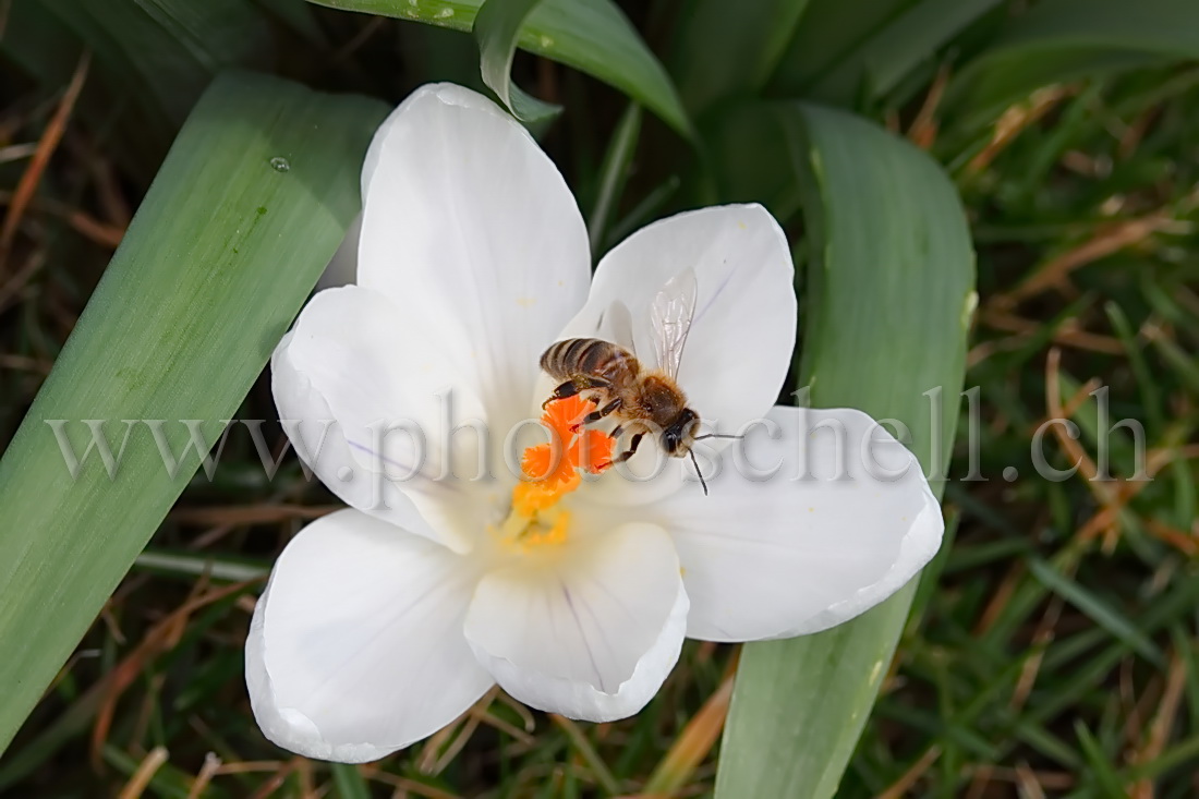 Abeille butinant un crocus