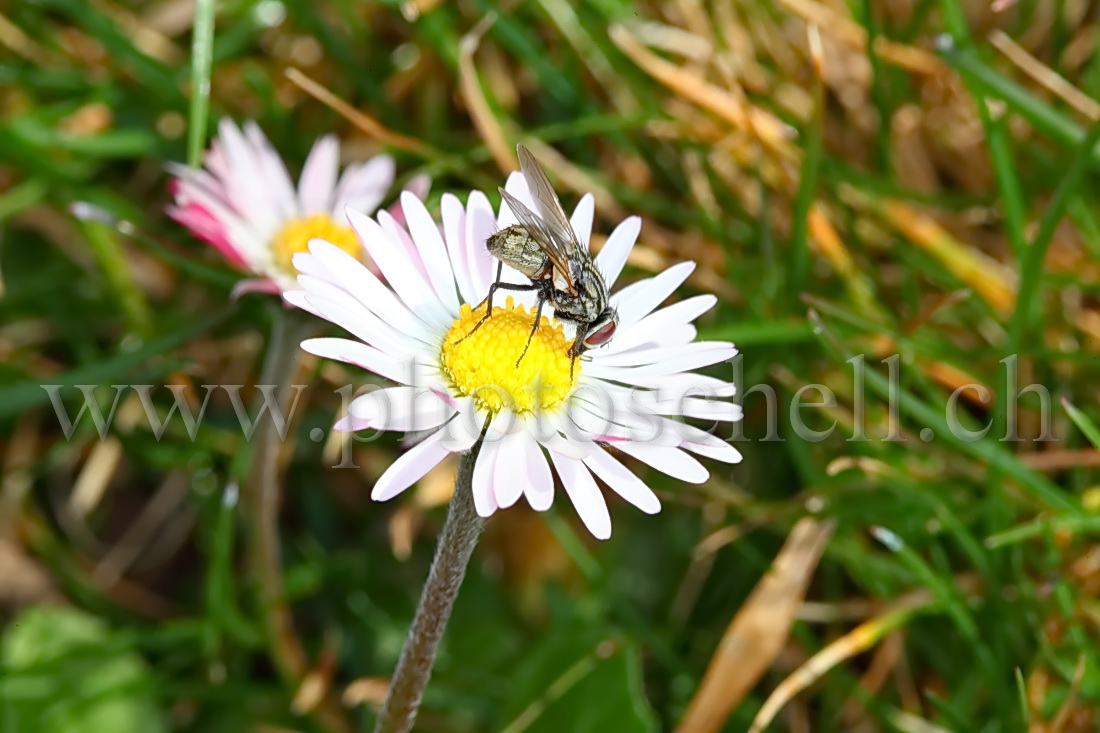 Mouche sur une pâquerette