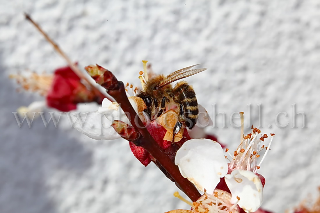 Abeille butinant