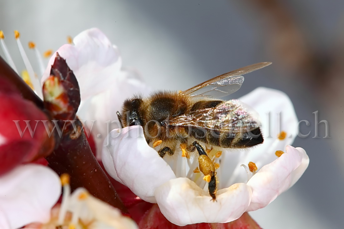 Abeille butinant