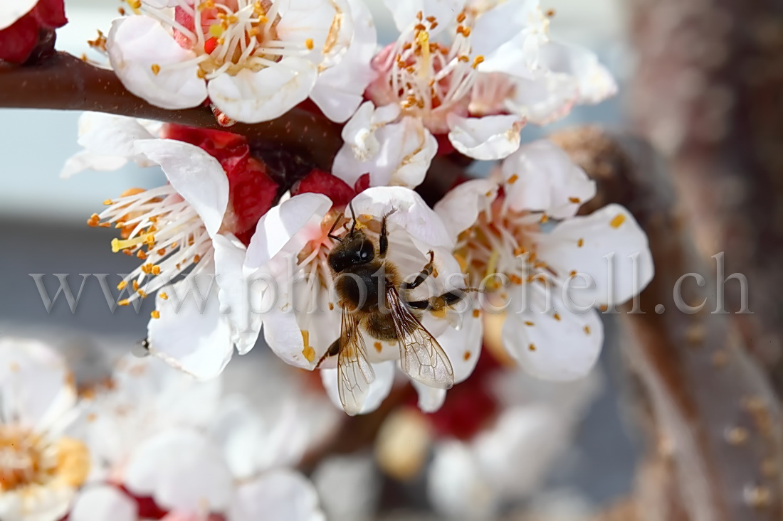 Abeille butinant