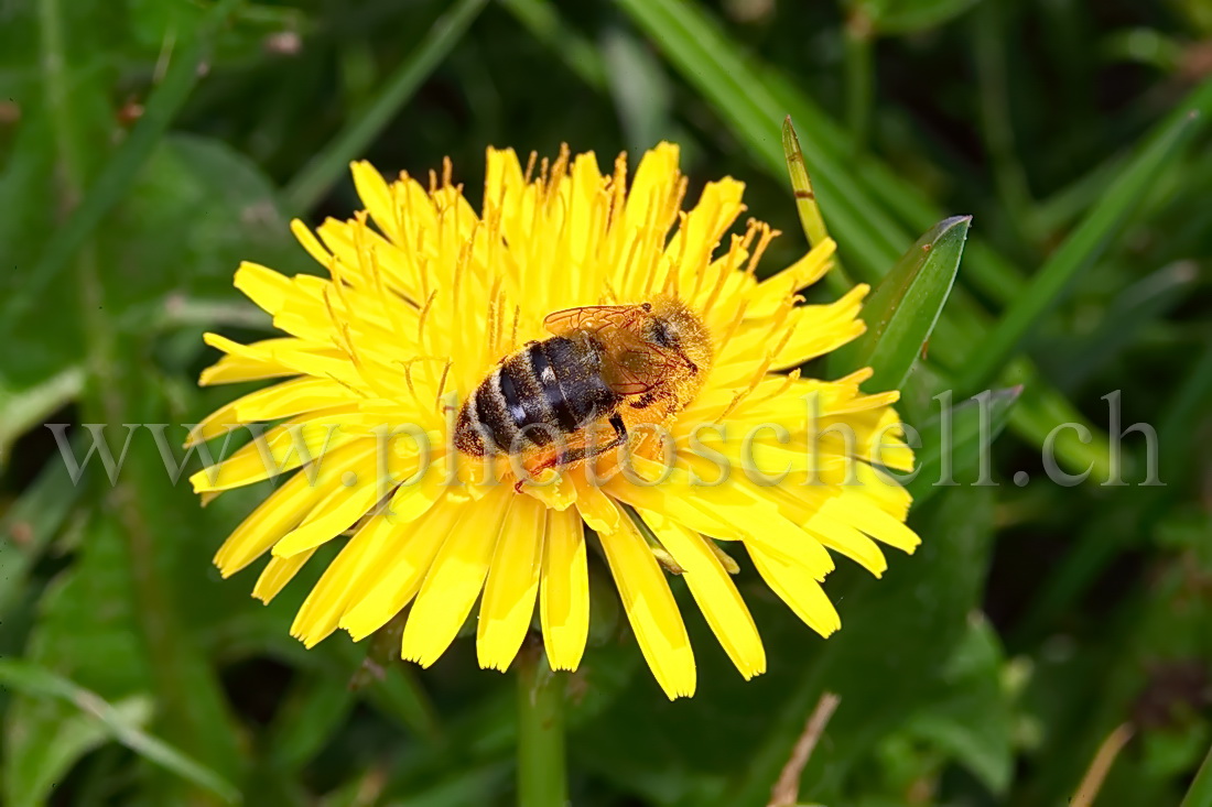 Abeille butinant