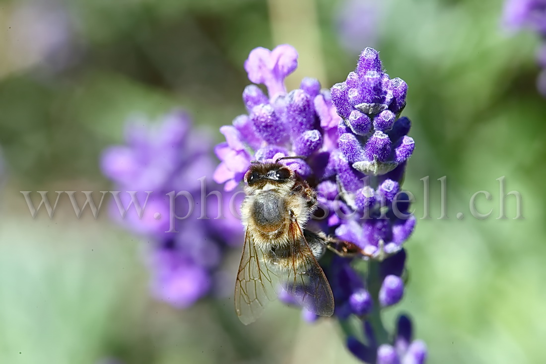 Abeille butinant des fleurs de lavande