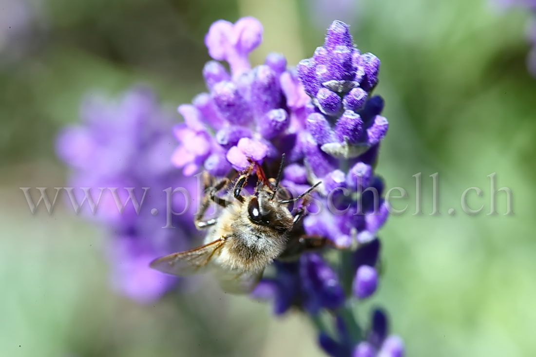 Abeille butinant des fleurs de lavande