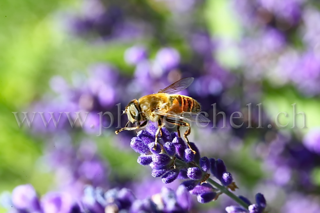 Mouche zébrée butinant des fleurs de lavande